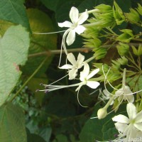 Clerodendrum infortunatum L.